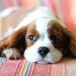 Muzyka z filmu Psy – odkrywamy utwory i ich rolę w tej kultowej produkcji